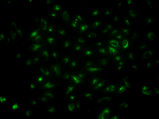 LysoBrite™ Green DND-26 - AAT Bioquest