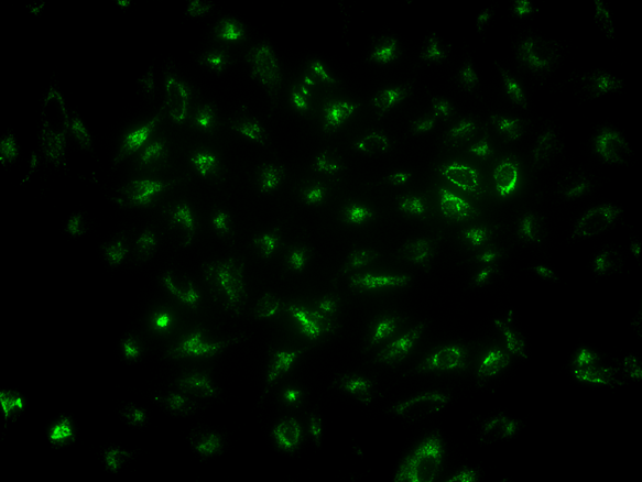 LysoBrite™ Green DND-26 - AAT Bioquest