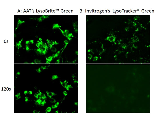 LysoBrite™ Green - AAT Bioquest