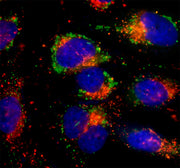 LysoBrite™ Orange - AAT Bioquest