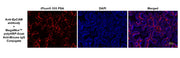 MegaWox™ polyHRP-Goat Anti-Mouse IgG Conjugate - AAT Bioquest