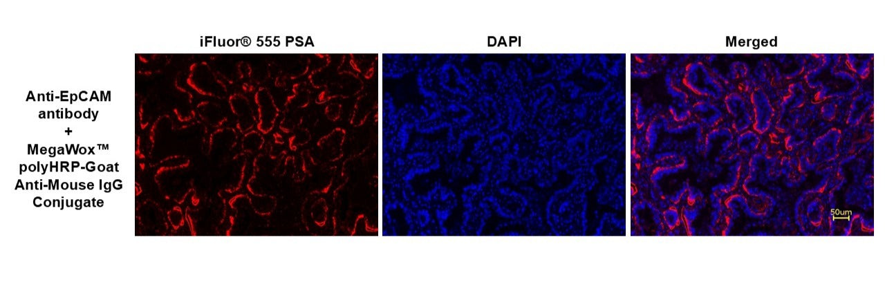 MegaWox™ polyHRP-Goat Anti-Mouse IgG Conjugate - AAT Bioquest