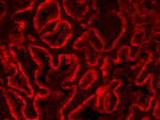 mFluor™ Blue 580 Styramide - AAT Bioquest