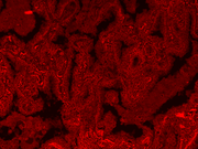 mFluor™ Blue 630 Styramide - AAT Bioquest