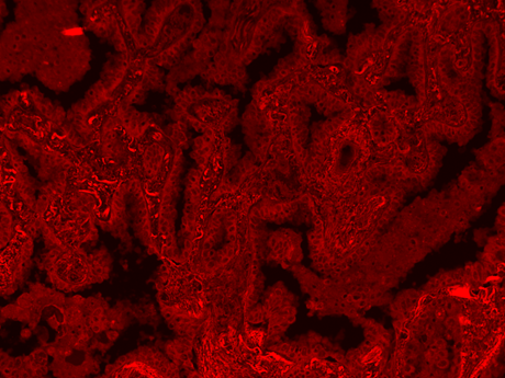 mFluor™ Blue 630 Styramide - AAT Bioquest