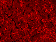 mFluor™ Blue 660 Styramide - AAT Bioquest
