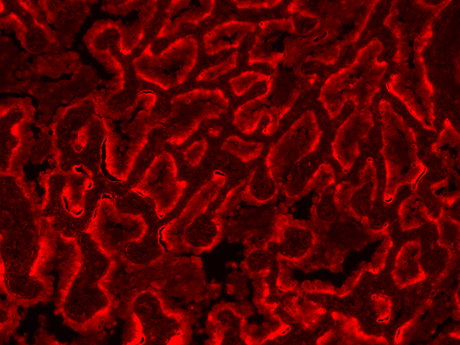 mFluor™ Green 620 Styramide - AAT Bioquest