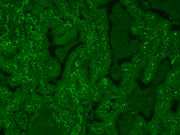 mFluor™ Red 780 Styramide - AAT Bioquest