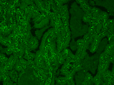 mFluor™ Red 780 Styramide - AAT Bioquest