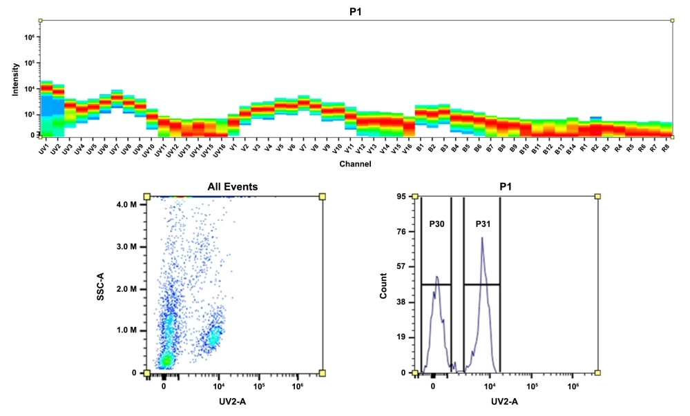 mFluor™ UV375 maleimide - AAT Bioquest