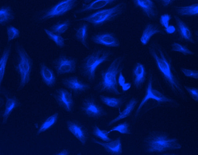 mFluor™ UV460 SE - AAT Bioquest