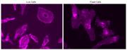 mFluor™ Violet 450-Wheat Germ Agglutinin (WGA) Conjugate - AAT Bioquest