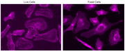 mFluor™ Violet 500-Wheat Germ Agglutinin (WGA) Conjugate - AAT Bioquest