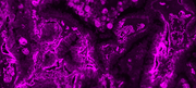mFluor™ Violet 540 Styramide - AAT Bioquest
