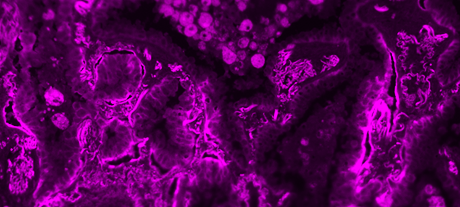 mFluor™ Violet 540 Styramide - AAT Bioquest