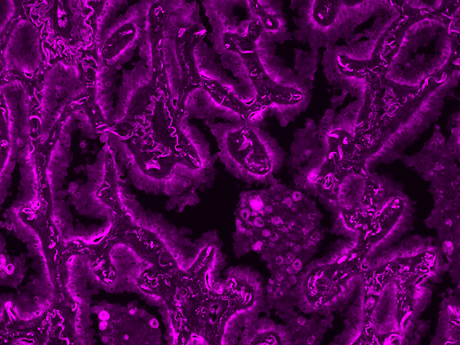 mFluor™ Violet 545 Styramide - AAT Bioquest