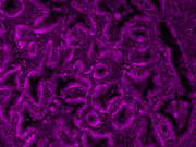 mFluor™ Violet 610 Styramide - AAT Bioquest