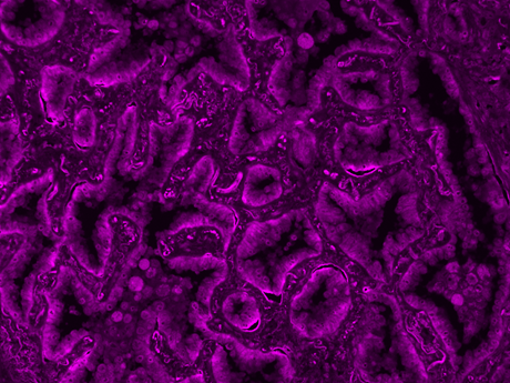mFluor™ Violet 610 Styramide - AAT Bioquest