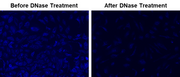 MitoDNA™ Blue 470 - AAT Bioquest