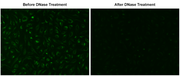 MitoDNA™ Green 530 - AAT Bioquest