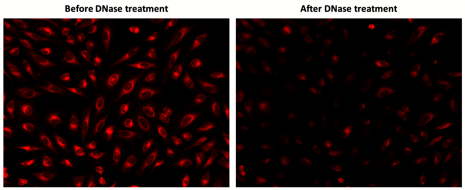 MitoDNA™ Red 680 - AAT Bioquest