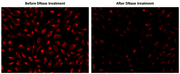 MitoDNA™ Red 680 - AAT Bioquest