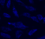 MitoLite™ Blue FX490 - AAT Bioquest