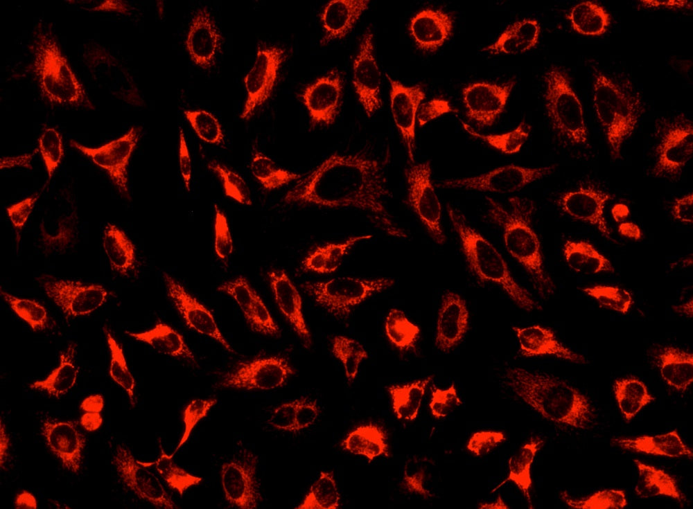 MitoLite™ Deep Red FX660 - AAT Bioquest