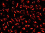 MitoLite™ Deep Red FX660 - AAT Bioquest