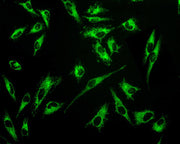 MitoLite™ Green EX488 - AAT Bioquest