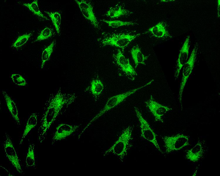 MitoLite™ Green EX488 - AAT Bioquest