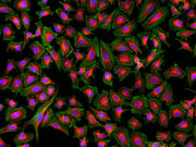 MitoLite™ NIR FX690 - AAT Bioquest