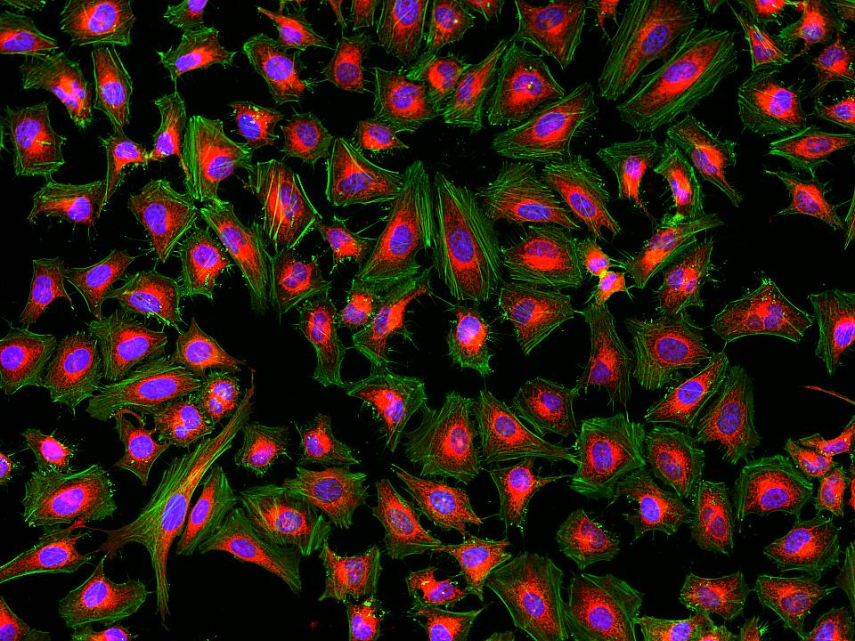 MitoLite™ NIR FX690 - AAT Bioquest