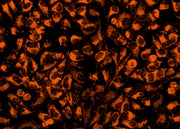 MitoLite™ Orange EX405 - AAT Bioquest