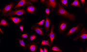 MitoLite™ Orange FX570 - AAT Bioquest