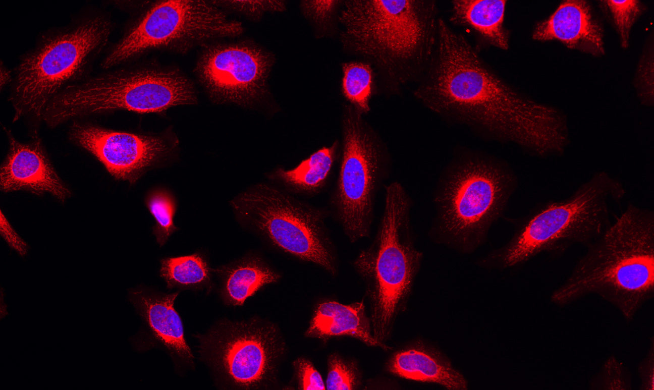 MitoLite™ Orange FX570 - AAT Bioquest