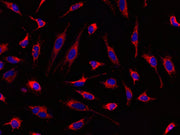 MitoLite™ Red CMXRos - AAT Bioquest