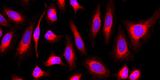 MitoLite™ Red FX600 - AAT Bioquest