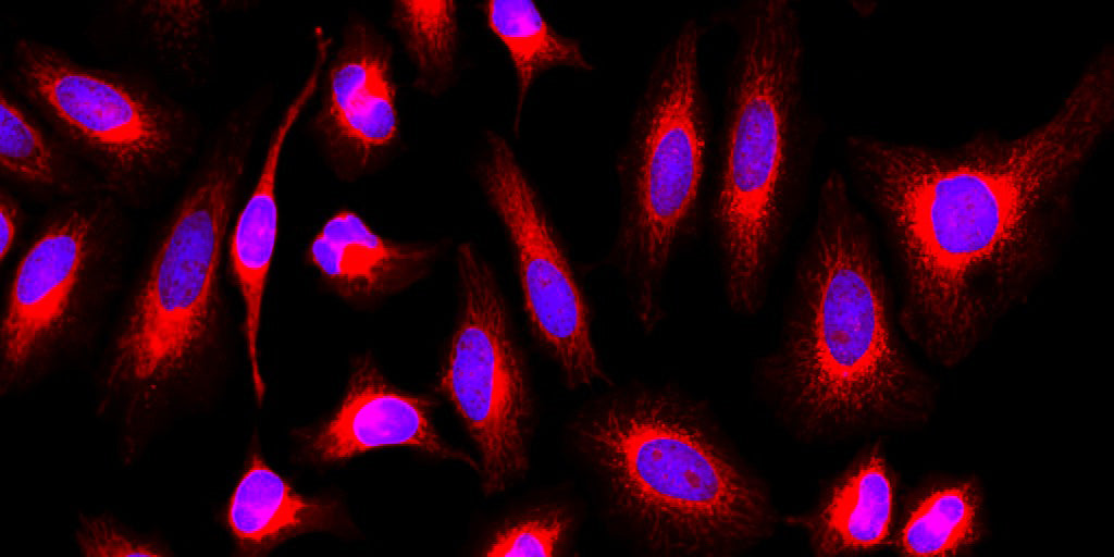 MitoLite™ Red FX600 - AAT Bioquest