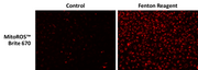 MitoROS Brite™ 670 *Optimized for Detecting Reactive Oxygen Species (ROS) in Mitochondria* - AAT Bioquest