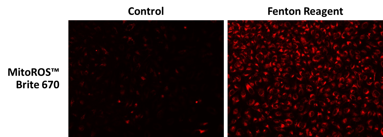 MitoROS Brite™ 670 *Optimized for Detecting Reactive Oxygen Species (ROS) in Mitochondria* - AAT Bioquest