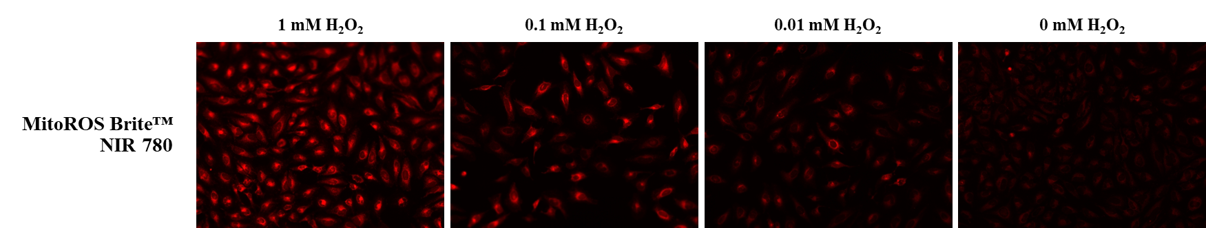 MitoROS Brite™ NIR 780 *Optimized for Detecting Reactive Oxygen Species (ROS) in Mitochondria* - AAT Bioquest