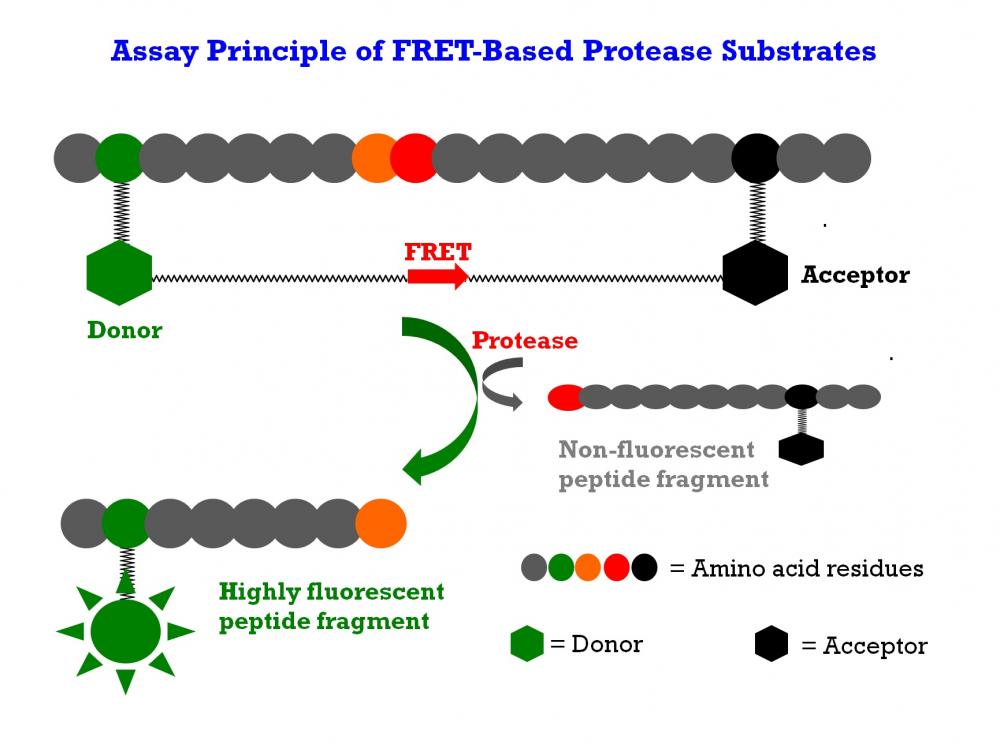 MMP-3 Green™ substrate - AAT Bioquest