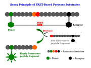 MMP Red™ substrate - AAT Bioquest