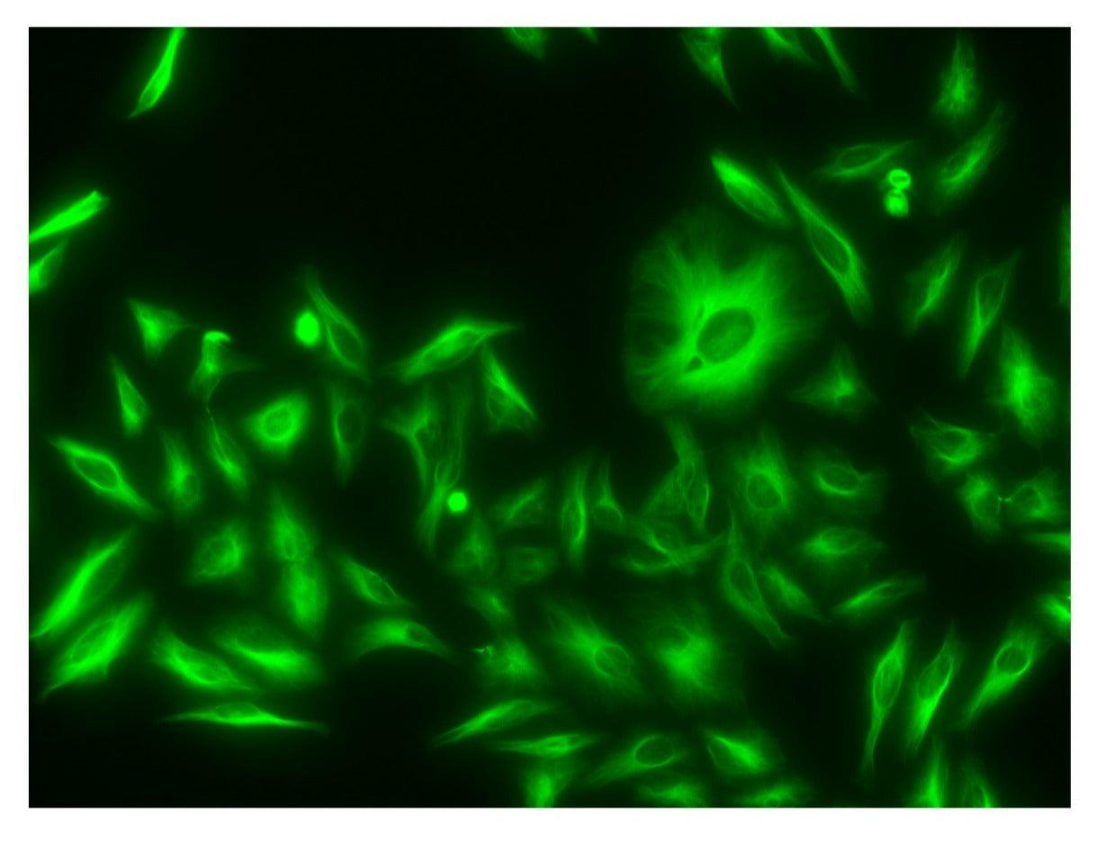 Mouse Monoclonal Anti-DIG (Digoxigenin) Antibody, iFluor® 488-Labeled - AAT Bioquest