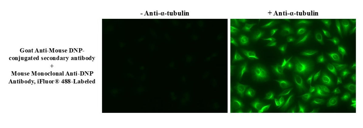 Mouse Monoclonal Anti-DNP Antibody, iFluor® 488-Labeled - AAT Bioquest