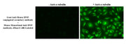 Mouse Monoclonal Anti-DNP Antibody, iFluor® 488-Labeled - AAT Bioquest
