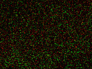 MycoLight™ Fluorescence Live/Dead Bacterial Imaging Kit - AAT Bioquest