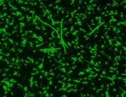 MycoLight™ Green JJ98 *5 mM in DMSO* - AAT Bioquest