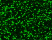 MycoLight™ Green JJ99 *5 mM in DMSO* - AAT Bioquest